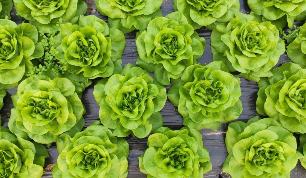 Dream lettuce (vegetable) - dream meaning lettuce (vegetable)