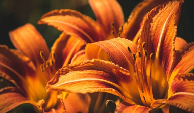 Dream lily - dream meaning lily