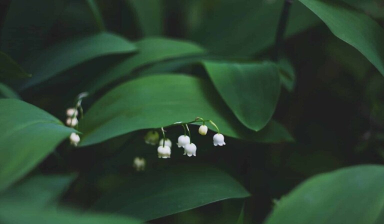 Dream lily of the valley - dream meaning lily of the valley