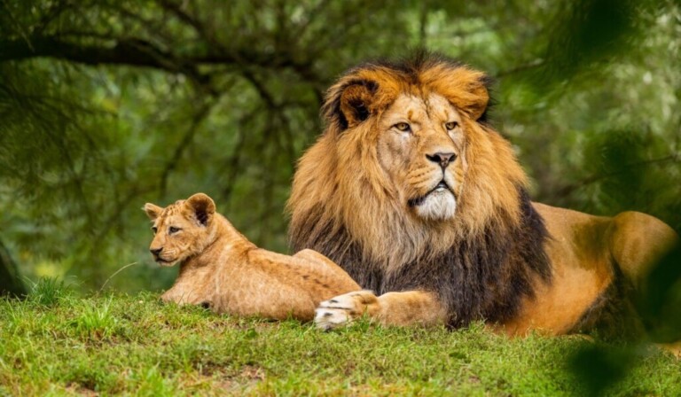 Dream lion - dream meaning lion