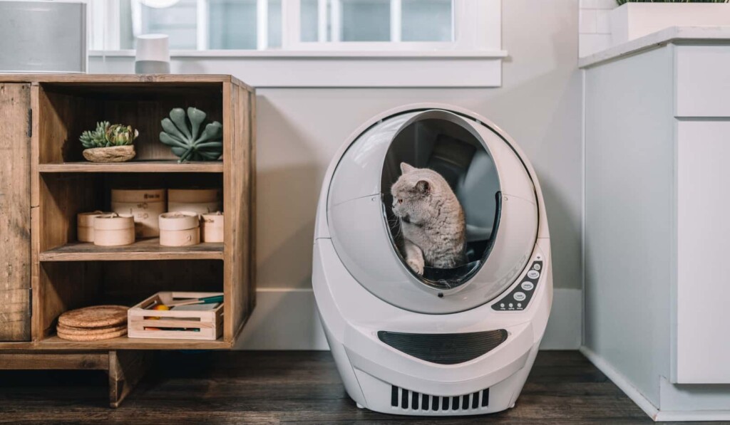 Dream litter box - dream meaning litter box