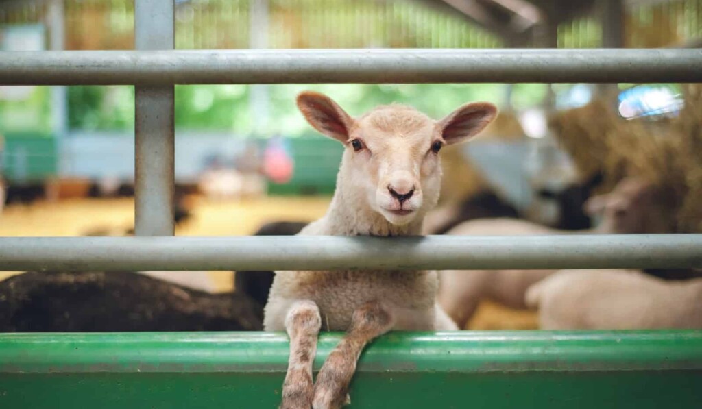 Dream livestock - dream meaning livestock