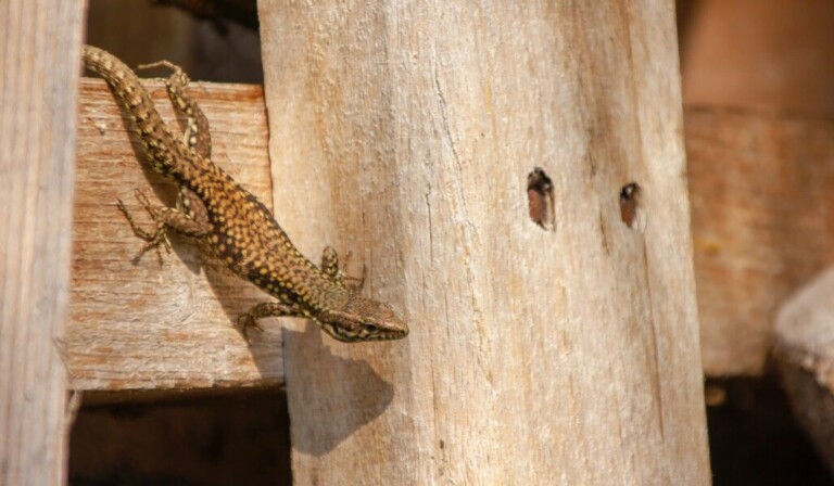 Dream lizard - dream meaning lizard