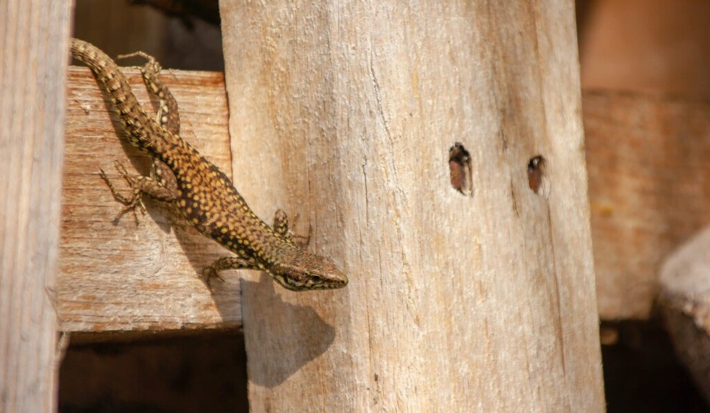 Dream lizard - dream meaning lizard