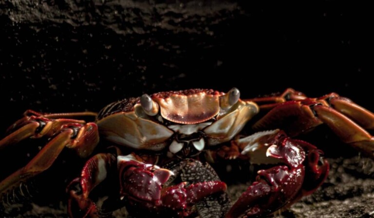 Dream lobster - dream meaning lobster