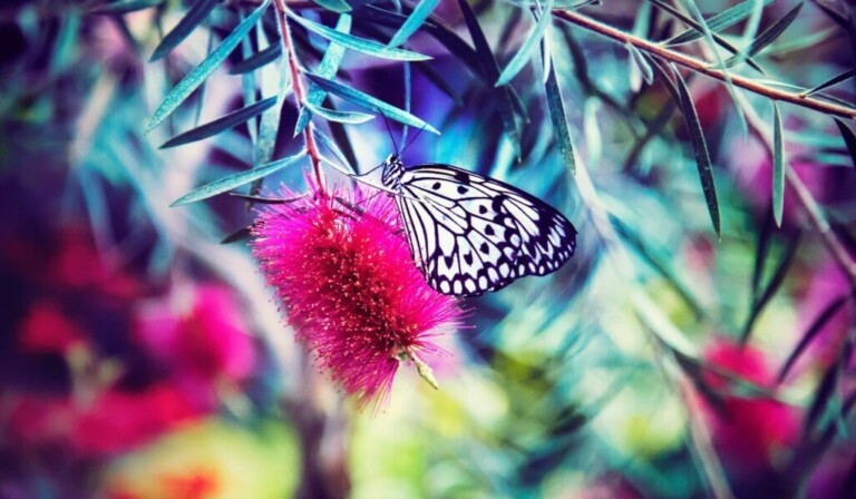 Dream lovely - dream meaning lovely