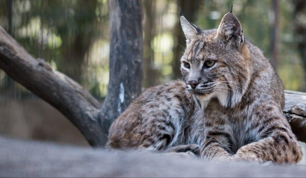 Dream lynx - dream meaning lynx