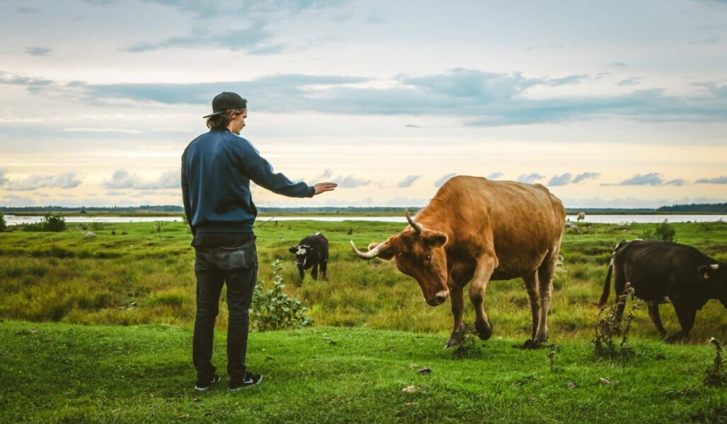 Dream mad cow disease - dream meaning mad cow disease