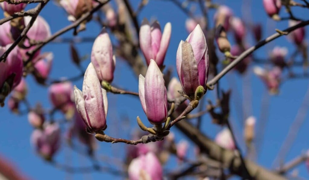 Dream magnolia - dream meaning magnolia