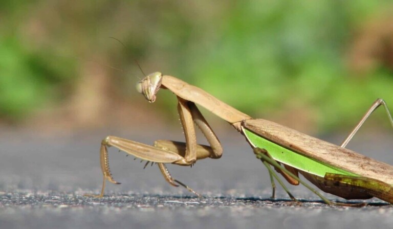 Dream mantis - dream meaning mantis