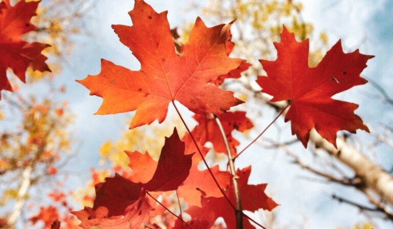 Dream maple - dream meaning maple