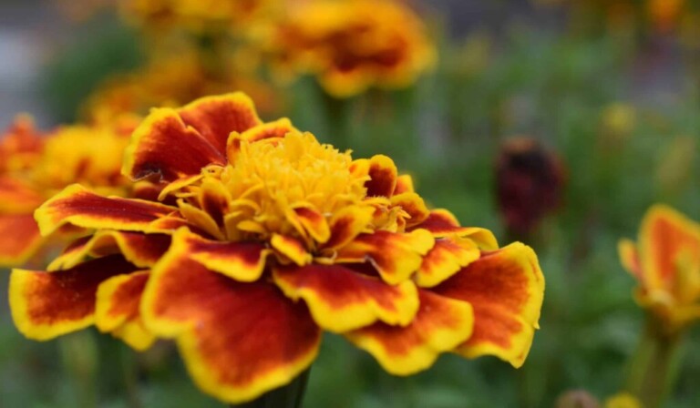 Dream marigold - dream meaning marigold