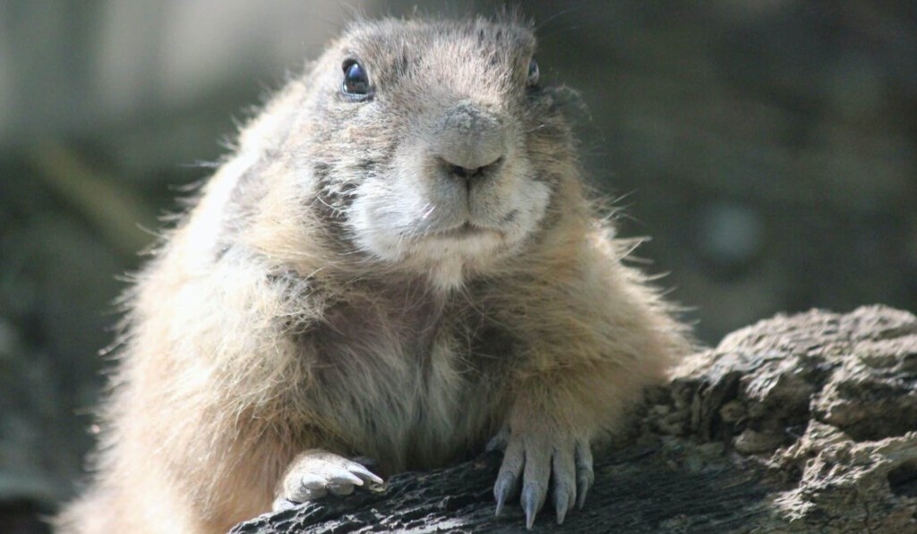 Dream marmot - dream meaning marmot