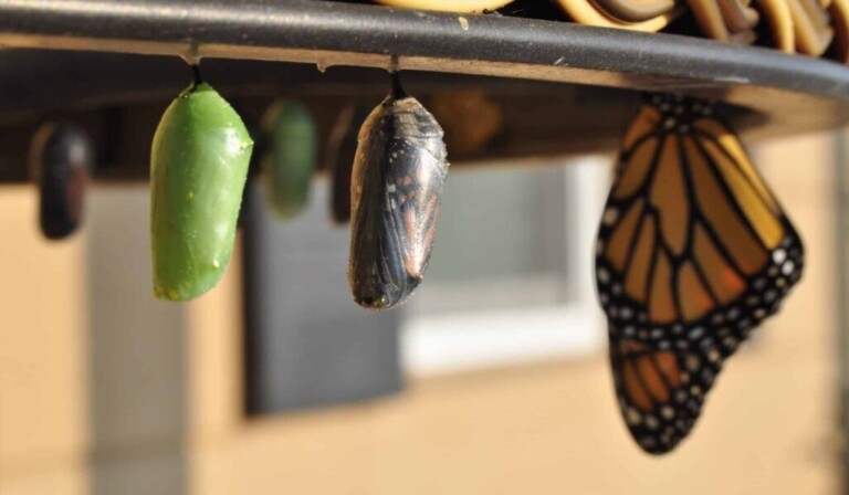 Dream metamorphosis - dream meaning metamorphosis