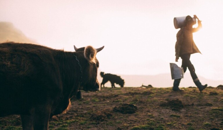 Dream milking - dream meaning milking