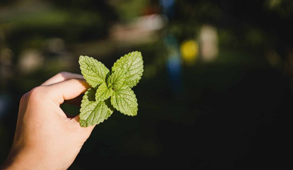 Dream mint or peppermint - dream meaning mint or peppermint