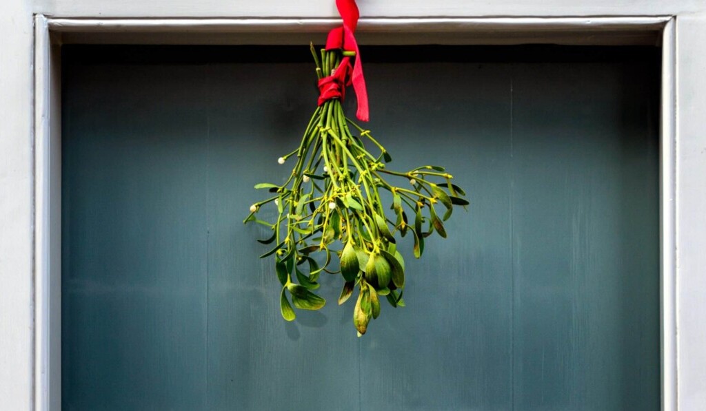 Dream mistletoe or mistletoe - dream meaning mistletoe or mistletoe