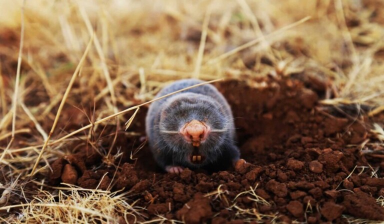 Dream mole - dream meaning mole