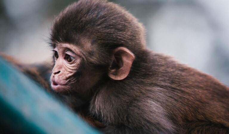 Dream monkey - dream meaning monkey