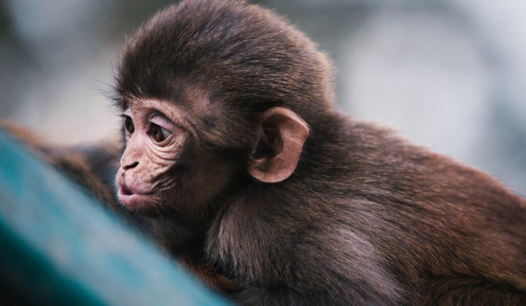 Dream monkey - dream meaning monkey