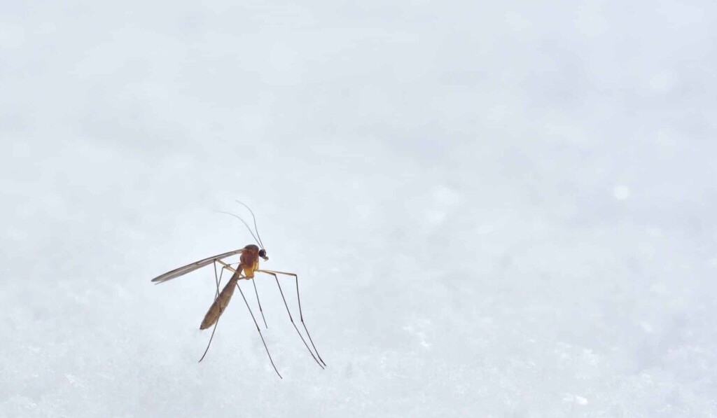 Dream mosquitoes - dream meaning mosquitoes