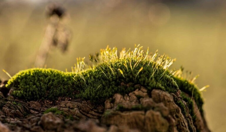 Dream moss - dream meaning moss