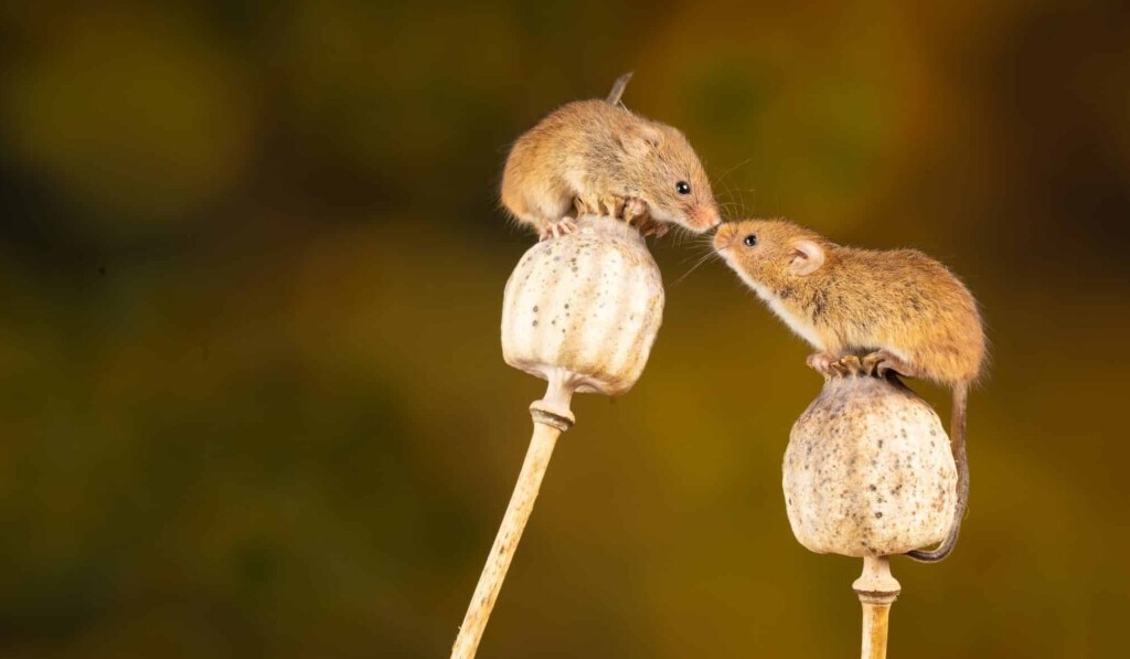 Dream mousetrap - dream meaning mousetrap