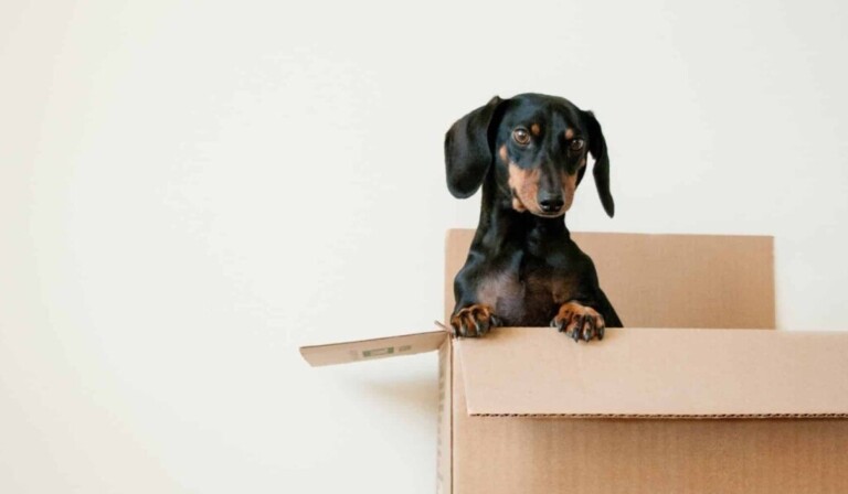 Dream moving - dream meaning moving