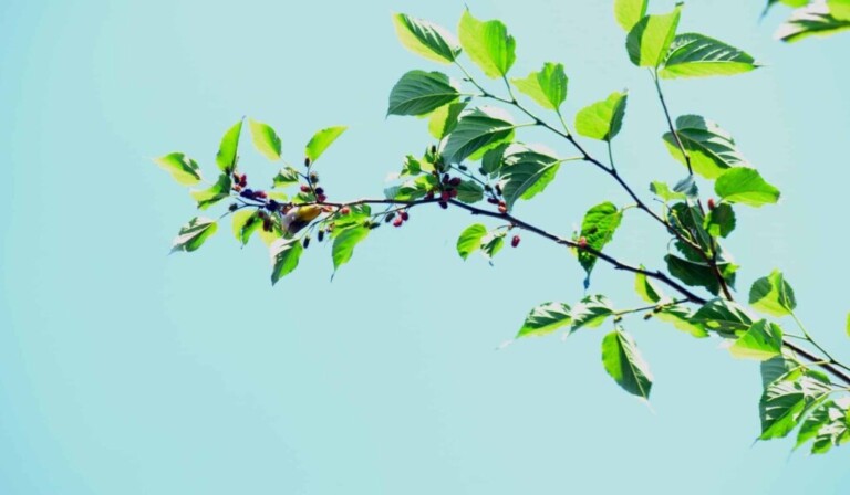 Dream mulberry - dream meaning mulberry