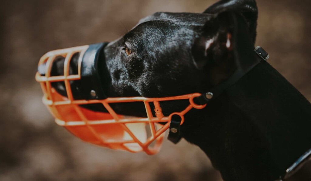 Dream muzzle - dream meaning muzzle