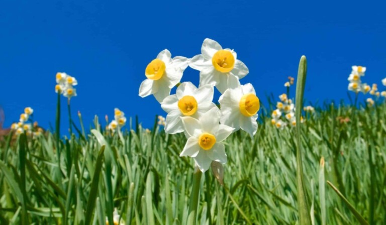 Dream narcissus - dream meaning narcissus