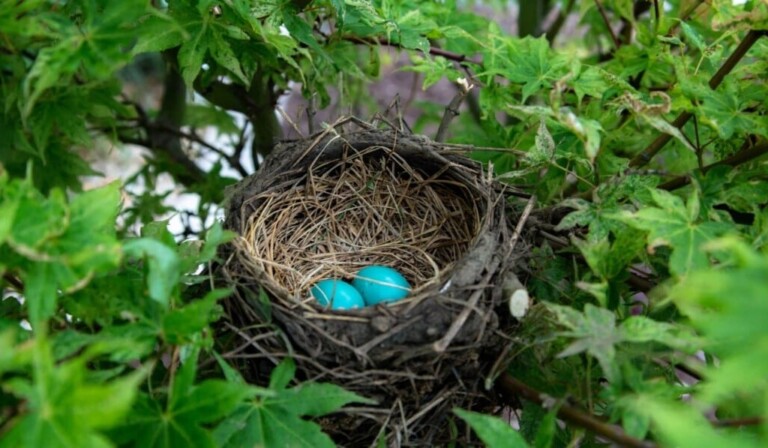 Dream nest - dream meaning nest