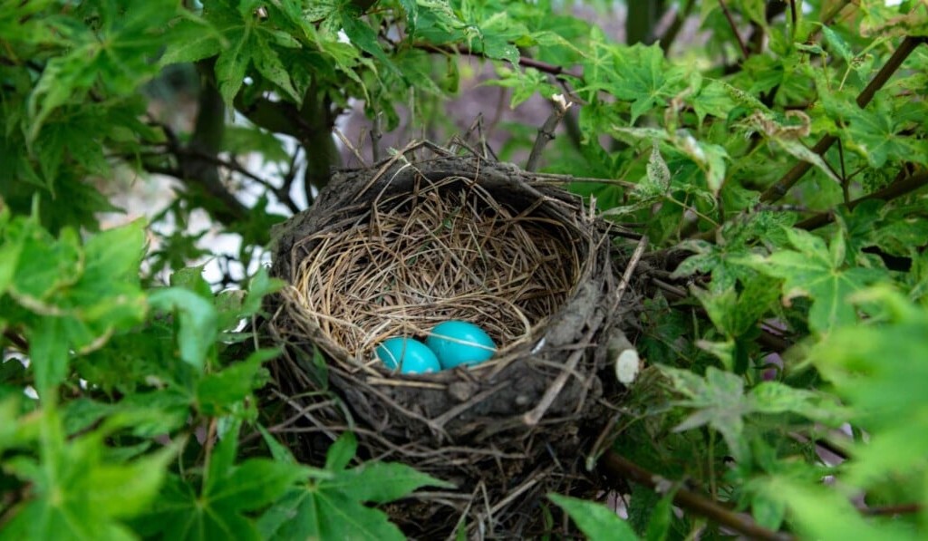 Dream nest - dream meaning nest