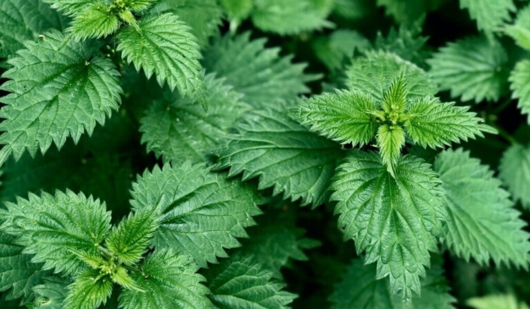 Dream nettle - dream meaning nettle