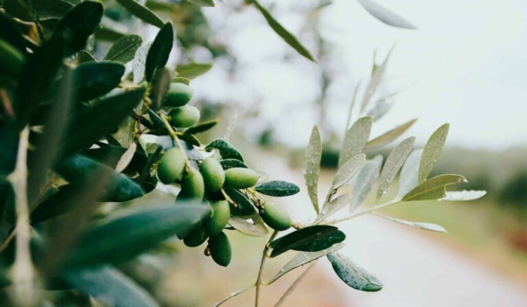 Dream olive - dream meaning olive