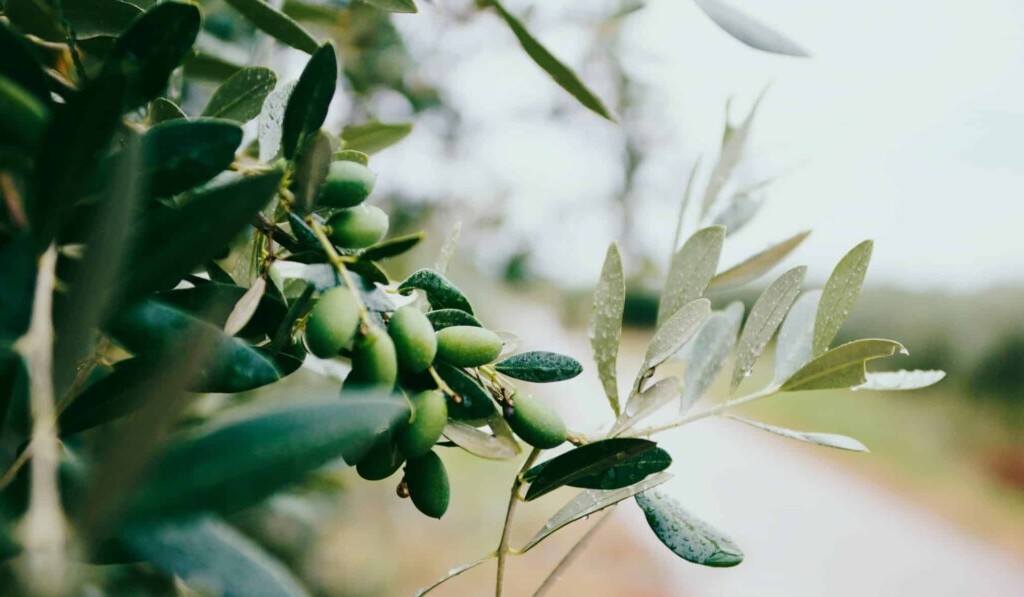 Dream olive - dream meaning olive