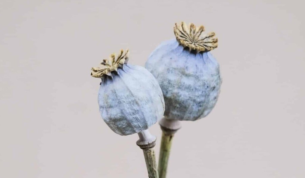 Dream opium - dream meaning opium