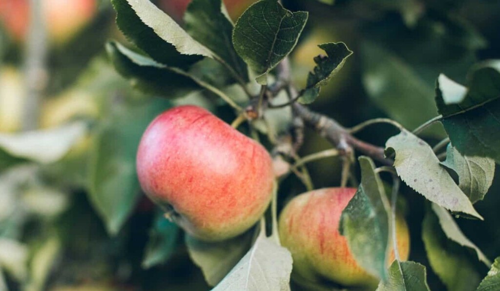 Dream orchard - dream meaning orchard