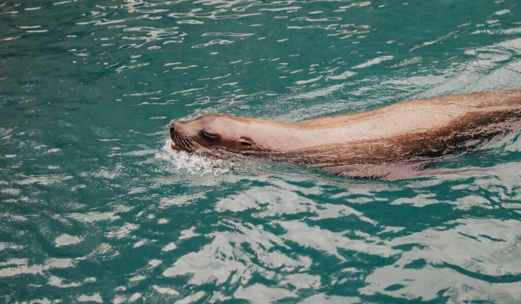 Dream otter - dream meaning otter