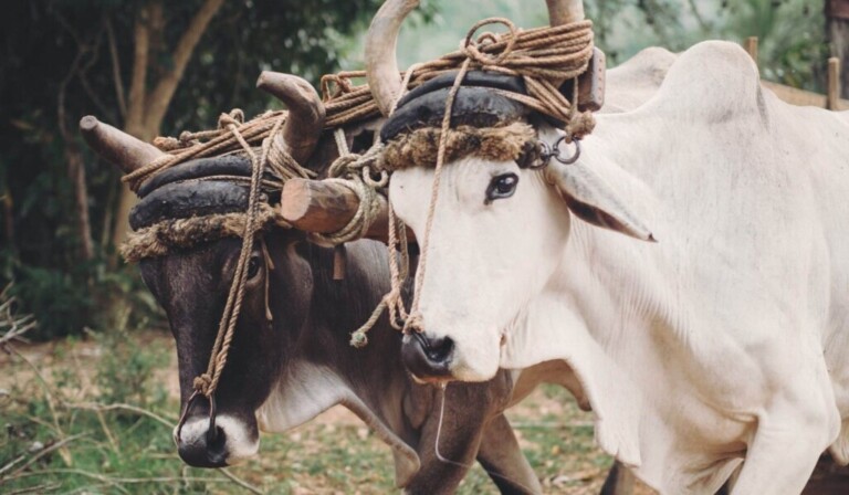 Dream ox - dream meaning ox