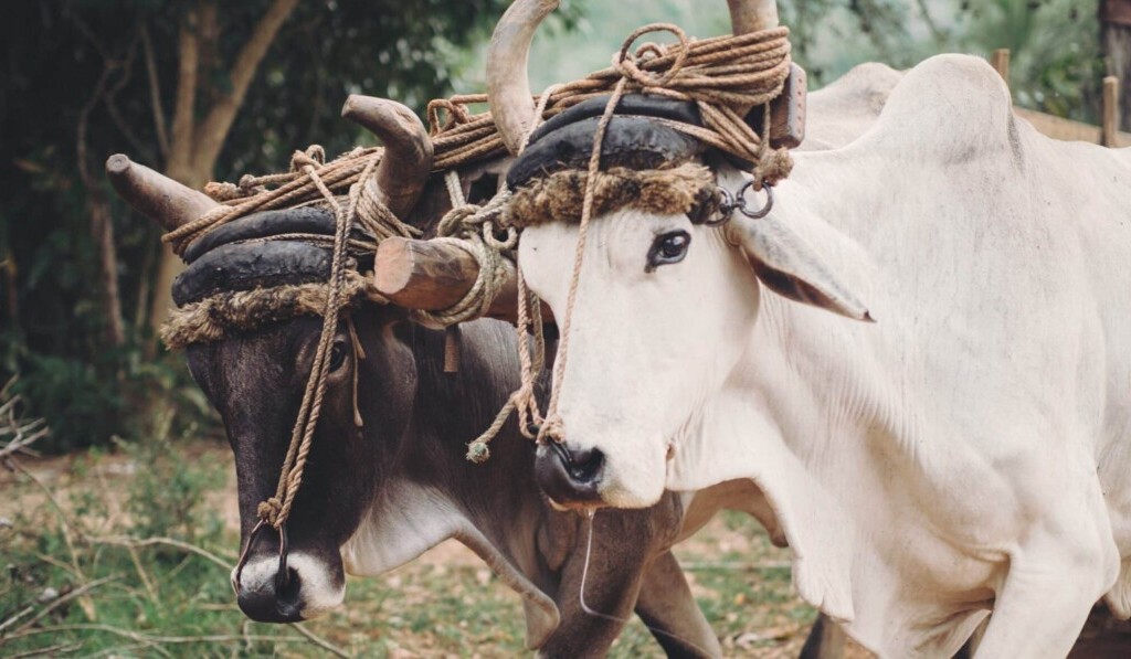 Dream ox - dream meaning ox