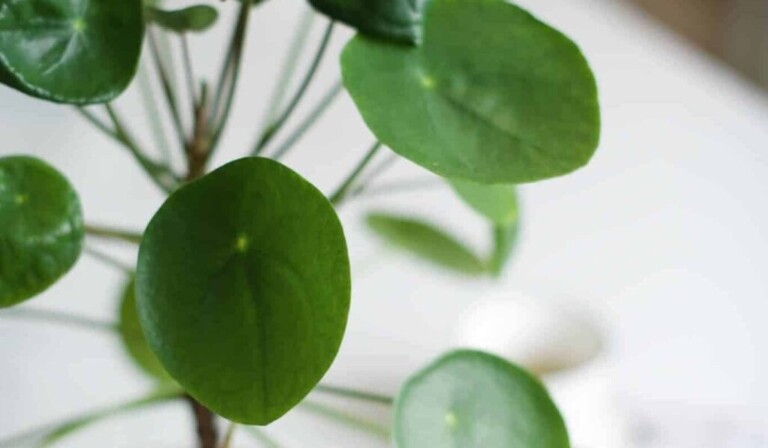 Dream pancake plant - dream meaning pancake plant