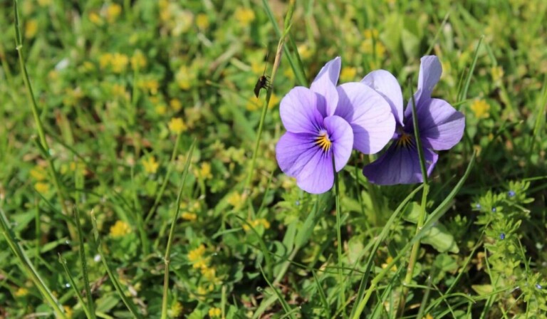 Dream pansies or garden pansies - dream meaning pansies or garden pansies