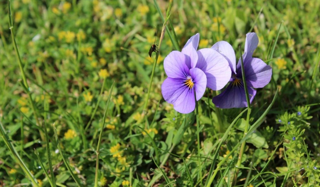 Dream pansies or garden pansies - dream meaning pansies or garden pansies