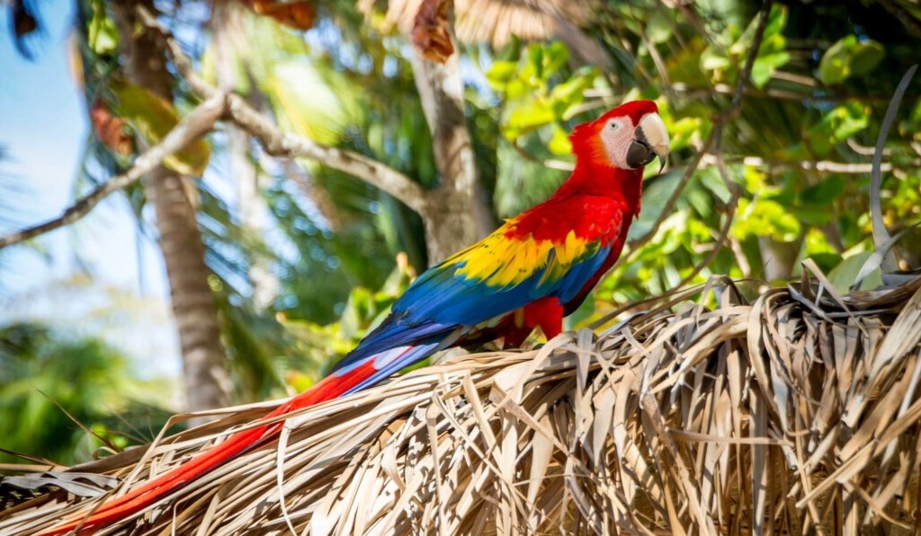 Dream parrot - dream meaning parrot