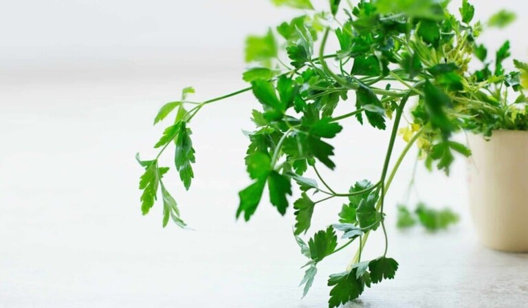 Dream parsley - dream meaning parsley