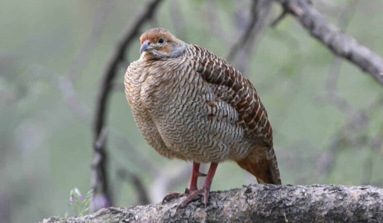 Dream partridge - dream meaning partridge