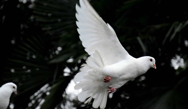 Dream peace - dream meaning peace