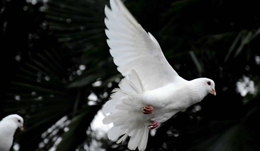Dream peace - dream meaning peace