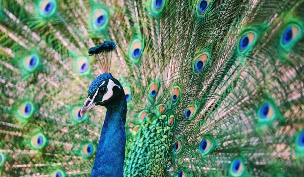 Dream peacock - dream meaning peacock